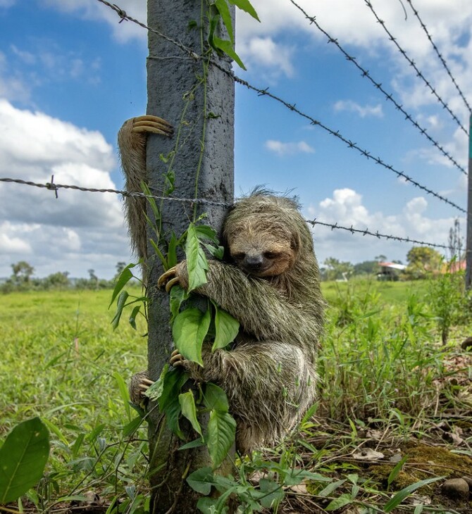 ΒΡΑΔΥΠΟΔΑΣ ΜΗΝΥΜΑ