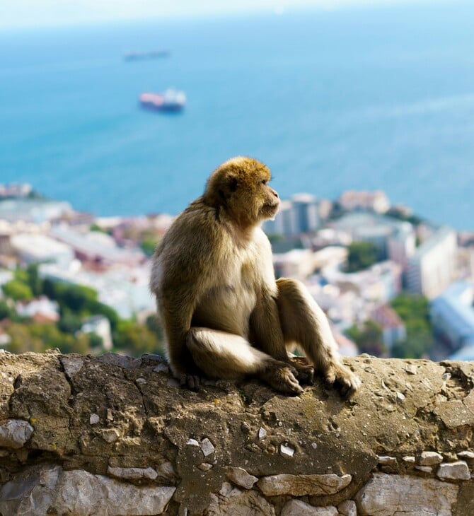 ΜΑΙΜΟΥ ΧΩΜΑ ΕΡΕΥΝΑ ΓΙΒΡΑΛΤΑΡ