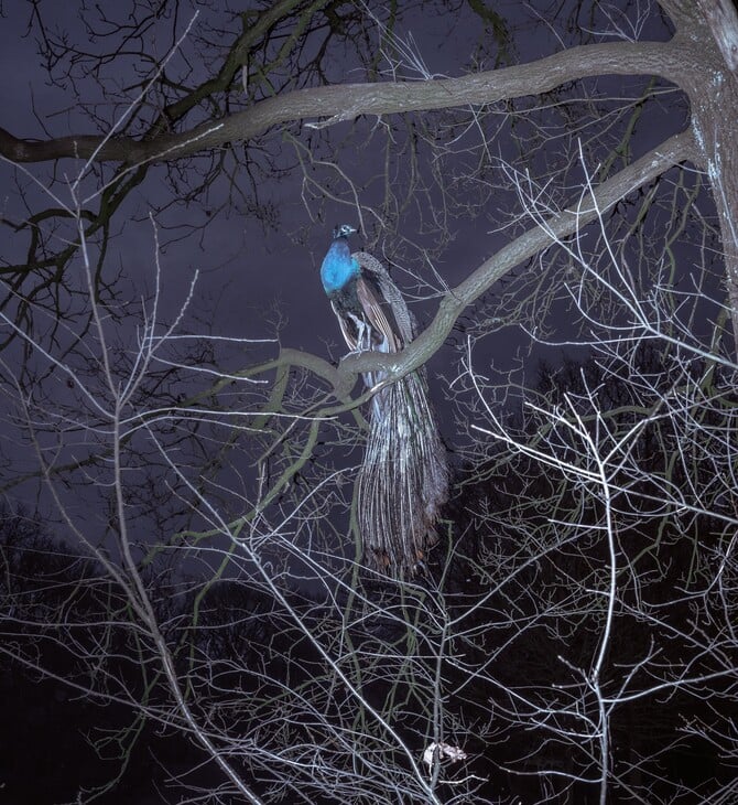 Strawberry Blue. Του Μαρίνου Τσαγκαράκη