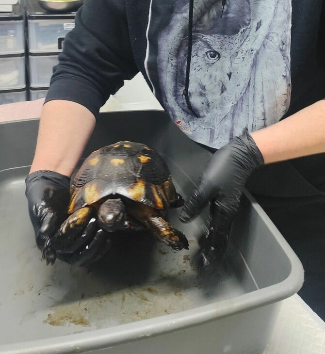 ΧΕΛΩΝΑ ΠΙΣΣΑ 