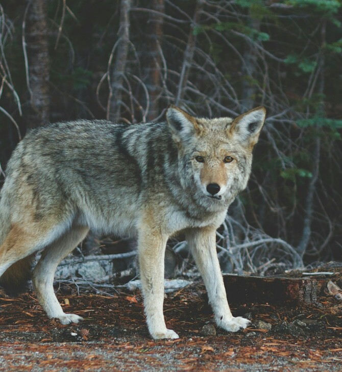 ΛΥΚΟΣ ΙΤΑΛΙΑ ΔΗΛΗΤΗΡΙΑΣΗ 