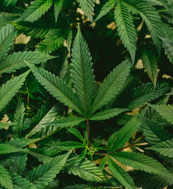 ΗΠΑ ΝΤΟΝΑΛΝΤ ΤΡΑΜΠ ΚΑΝΝΑΒΗ ΜΑΡΙΧΟΥΑΝΑ