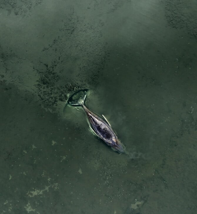 ΦΑΛΑΙΝΑ ΔΙΑΣΩΣΗ ΓΕΡΜΑΝΙΑ