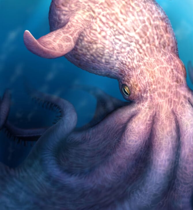 ΧΤΑΠΟΔΙ ΜΕΛΕΤΗ ΘΗΡΕΥΤΗΣ