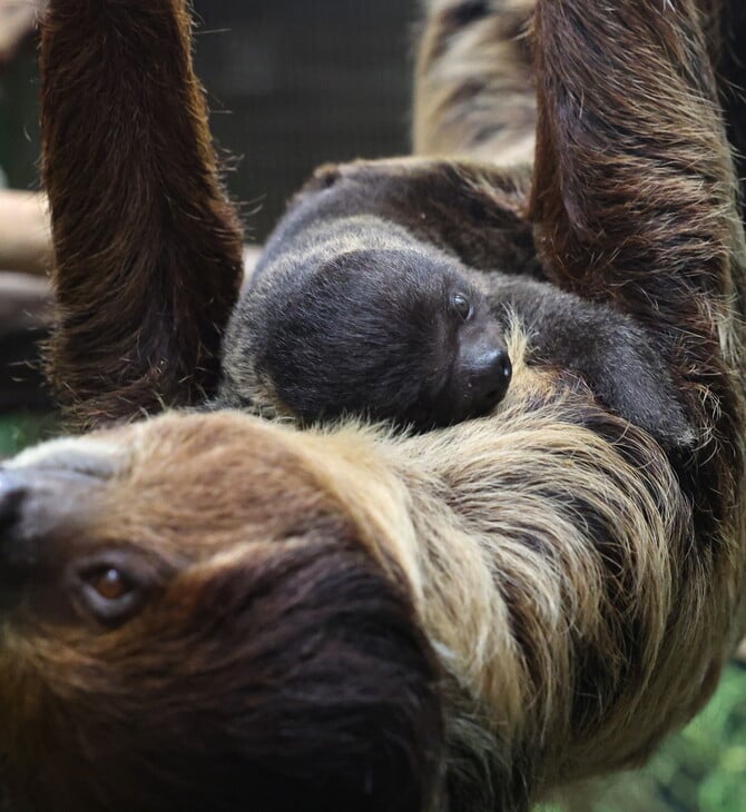 ΒΡΑΔΥΠΟΔΕΣ ΝΕΚΡΟΙ ΠΑΡΚΟ ΗΠΑ ΦΛΟΡΙΝΤΑ