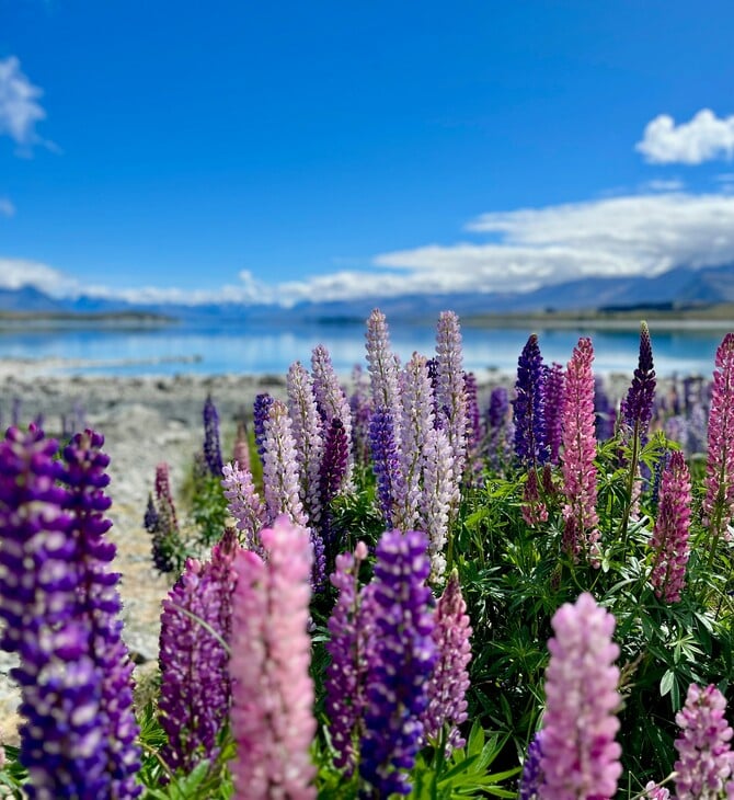 ΛΟΥΛΟΥΔΙΑ ΤΑΞΙΔΙΑ 