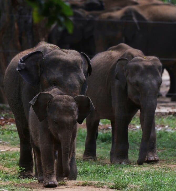 ΕΛΕΦΑΝΤΕΣ ΝΕΚΡΟΣ ΚΥΝΗΓΟΣ ΕΚΑΤΟΜΜΥΡΙΟΥΧΟΣ