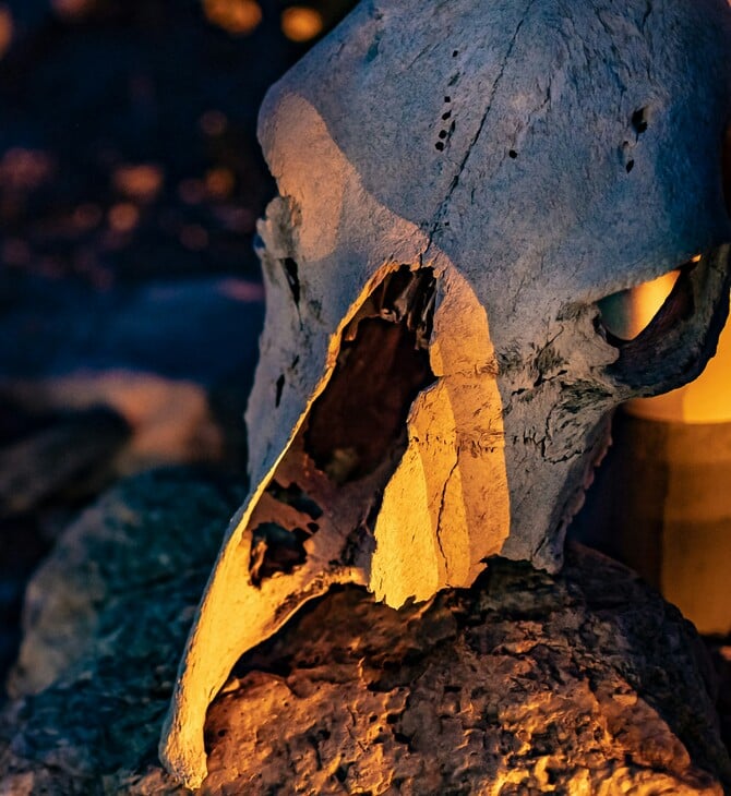 ΠΤΗΝΑ ΔΕΙΝΟΣΑΥΡΟΙ 