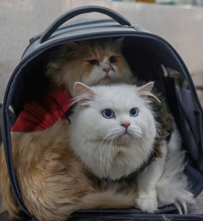 ΓΑΤΕΣ ΦΑΡΜΑΚΟ ΙΑΠΩΝΙΑ ΝΕΦΡΙΚΗ ΝΟΣΟΣ