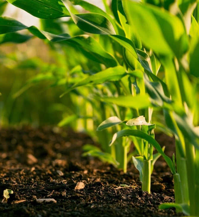 ΛΕΠΤΟΣΠΕΙΡΩΣΗ ΘΑΝΑΤΟΣ ΕΟΔΥ ΨΑΛΤΟΠΟΥΛΟΥ