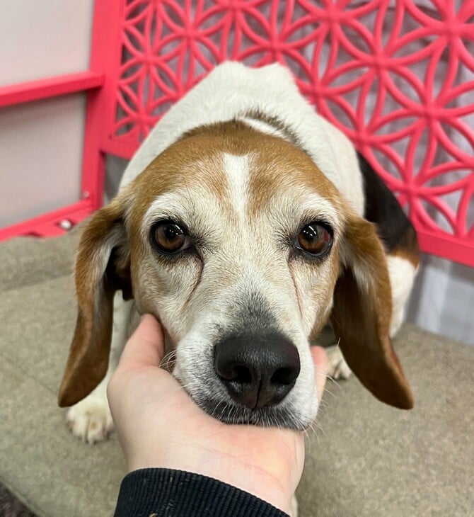 ΗΠΑ BEAGLE ΣΚΥΛΙΑ ΠΕΙΡΑΜΑΤΑ