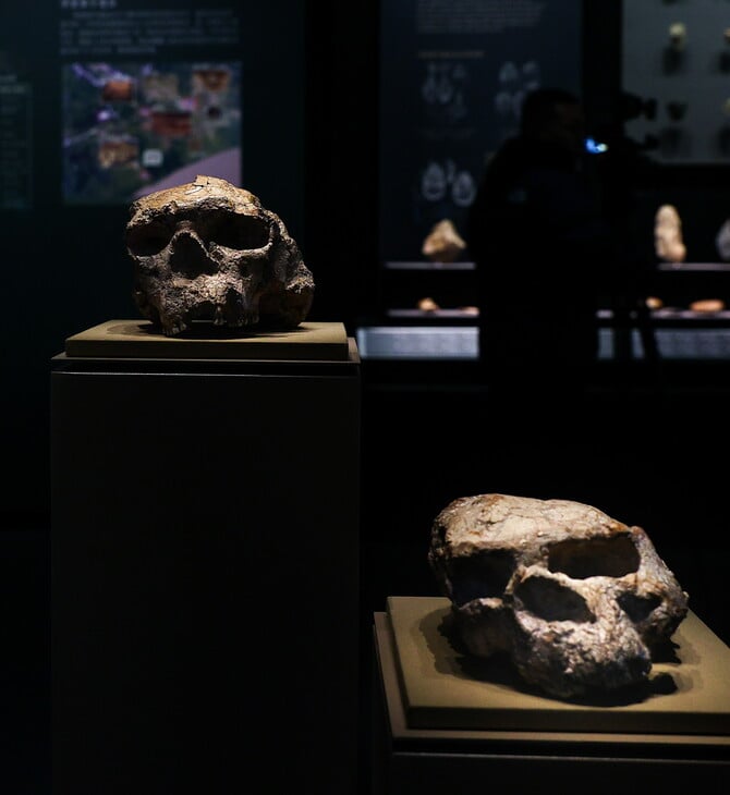 HOMO ERECTUS ΝΤΕΝΙΣΟΒΑΝ ΑΝΑΠΑΡΑΓΩΓΗ ΠΡΟΪΣΤΟΡΙΑ