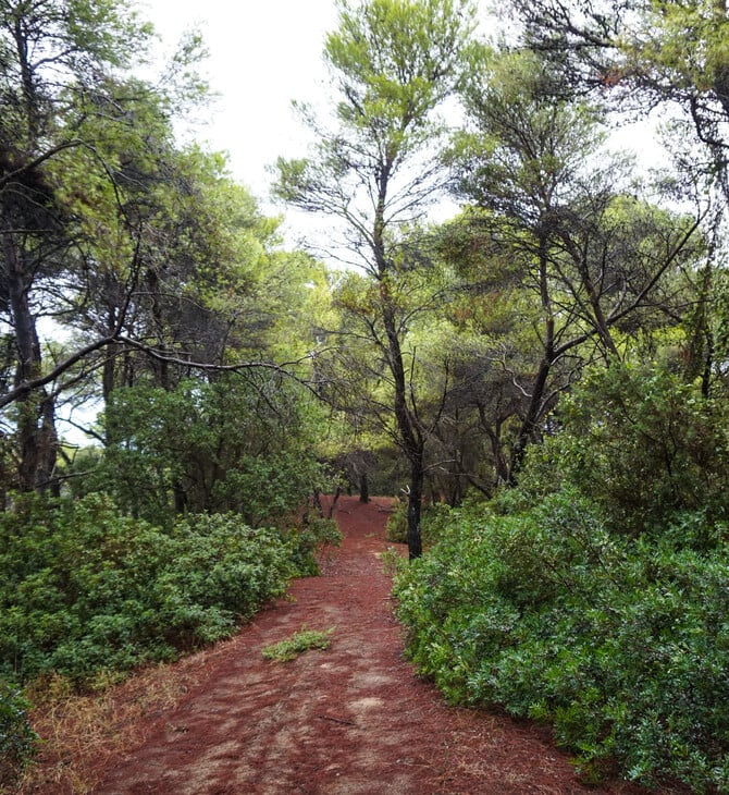 ΔΑΣΟΣ ΣΤΡΟΦΥΛΙΑΣ ΑΝΘΡΩΠΙΝΑ ΟΣΤΑ 