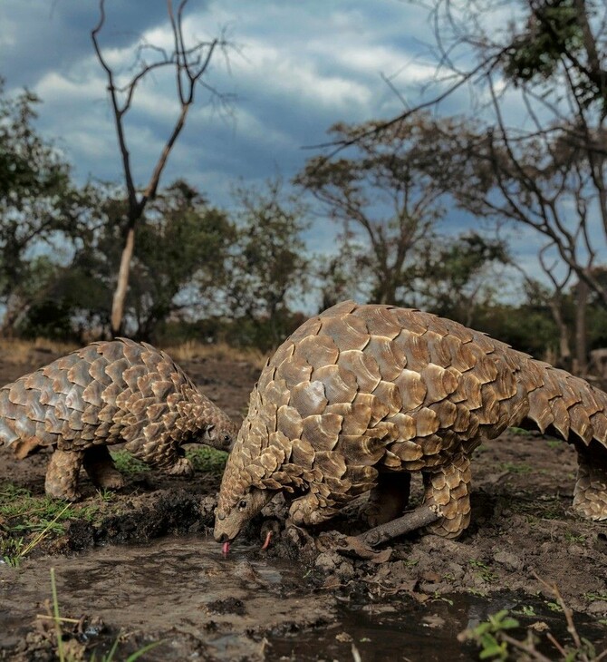National Geographic: Ποια είναι τα θηλαστικά με τη μεγαλύτερη παράνομη διακίνηση στον κόσμο