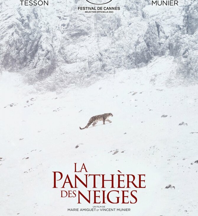 le pantheire de neiges