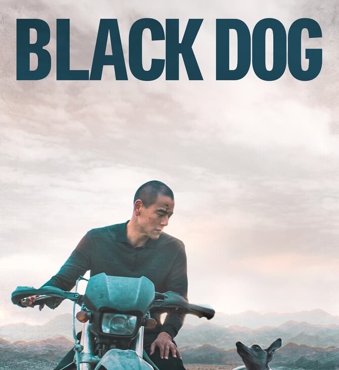 black dog