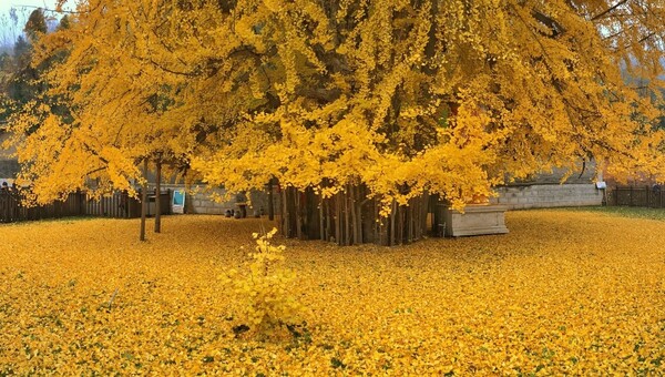 To πιο θαυμαστό δέντρο της Κίνας, φυτεμένο από τον αυτοκράτορα πριν 1.400 χρόνια, στρώνει χαλί για τον χειμώνα σε βουδιστικό ναό