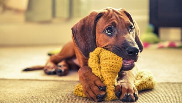 Aυτές είναι ο ομορφότερες φωτογραφίες σκύλων του Kennel Club 2016