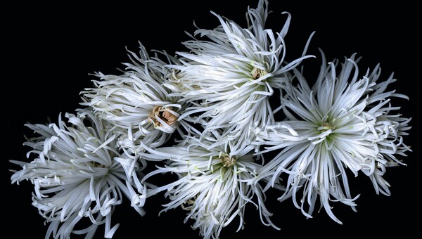 Η διαχρονική ομορφιά της βοτανικής ζωγραφικής