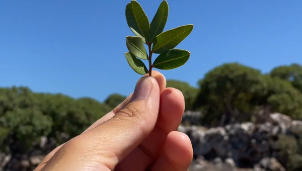 Η Μαστίχα ενώνει γενιές