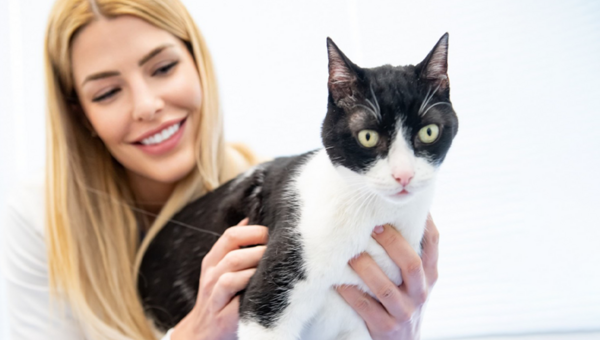 Γιατί είναι σημαντικό να πηγαίνετε τη γάτα σας στον κτηνίατρο;