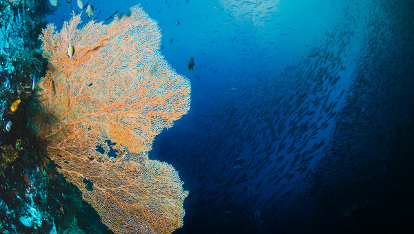 Vodafone Posidonia: Μια συντονισμένη δράση χαρτογράφησης για τη την ανάδειξη και προστασία της Ποσειδωνίας, με αφετηρία τα νησιά των Κυκλάδων