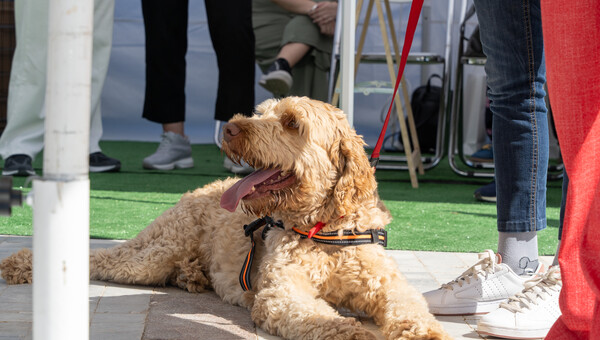 To Woof Festival επιστρέφει για ένα ΣΚ γεμάτο σκυλιά και ιδιοκτήτες που τα λατρεύουν