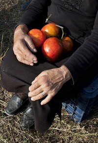 Όταν ο Βάγκνερ συνάντησε τις ντομάτες