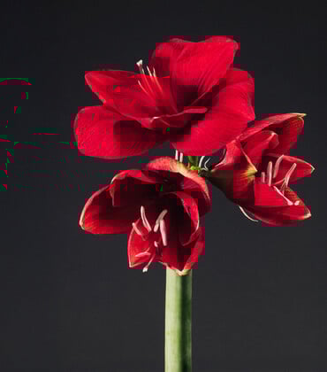 Δεν είναι τα γαριφαλάκια που ήξερες από τη μαμά σου