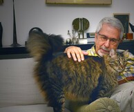 Το βιβλίο των γάτων