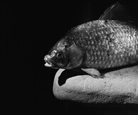 ΜΠΟΡΙΣ ΚΙΡΠΟΤΙΝ - ΕΓΧΕΙΡΙΔΙΟ ΕΠΙΒΙΩΣΗΣ