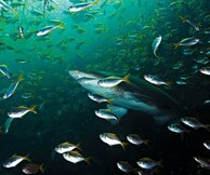 ΦΩΤΟΓΡΑΦΟΣ ΑΓΡΙΑΣ ΦΥΣΗΣ