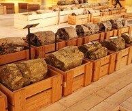 Tο Δάσος κάτω από τον Δρόμο