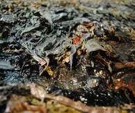 Πάνος Φαμέλης