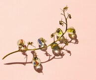 Σοφία Γκααφάρ, Great Minds Eat Alike