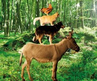 Παραμυθένιοι Κόσμοι