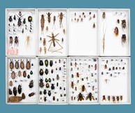FFF5: Robert Zhao Renhui, The Nature Museum