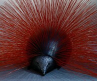 Κωστής Γεωργίου, Hortus Clausus