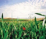 ΝΙΚΟΣ ΠΕΤΡΕΛΑΚΗΣ «EC(H)O»