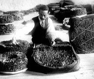 Καπνός | Tobacco