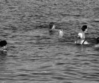 Λίζη Καλλιγά - Ελευσίνα 1994-2013, Σκοτεινά Νερά