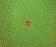 Κώστας Τσικνής, Ζούμπερα …. και άλλες ιστορίες