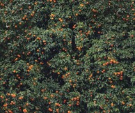 «Μonumenta Naturalia»