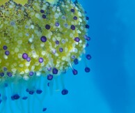 Scents of Summer – Αισθήσεις Καλοκαιριού