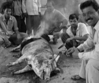 SantiagoSierra, The Trilogy of Pigs Eating Peninsulas