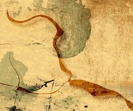 Συναισθησία - Solomon's Case