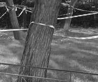 Catriona Gallagher-Dickie Webb, Ακαθόριστες Βεβαιότητες