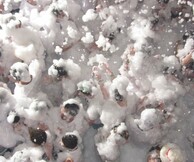 Let's Get Foam