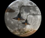 A Super super moon night