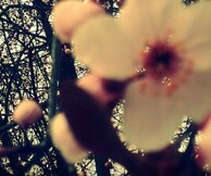 Dear Spring